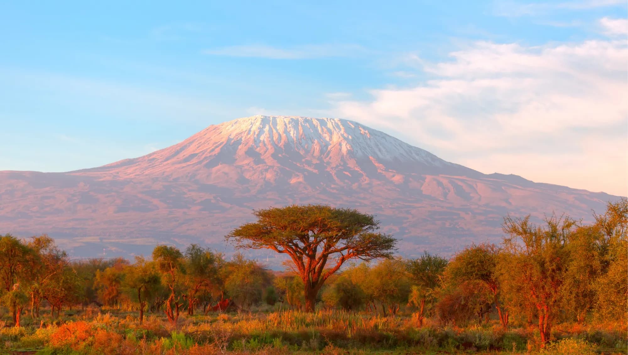 A lone acacia and Kilimanjaro at sunset