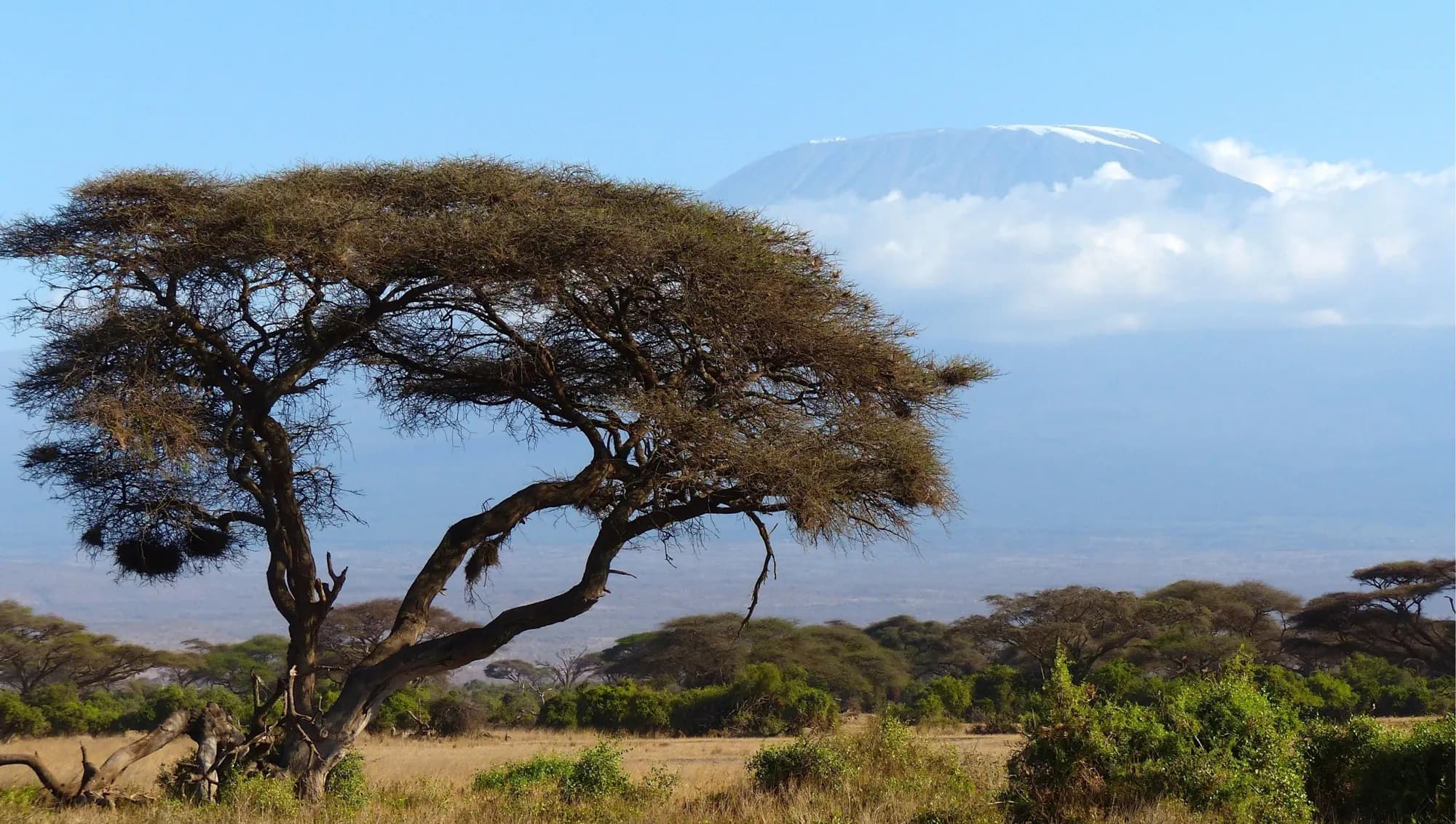 An acacia tree below Kilimanjaro