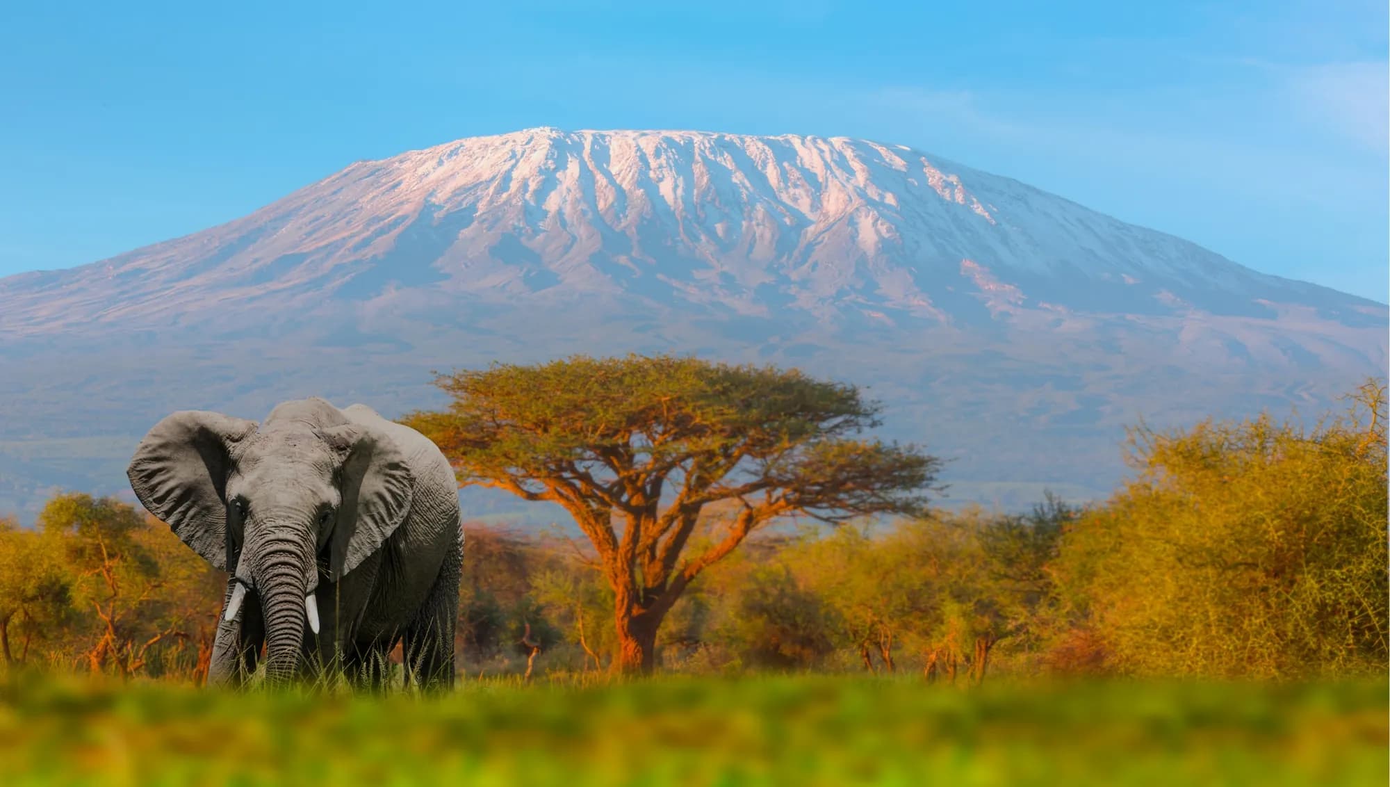 Elephant and acacia framed by Kilimanjaro