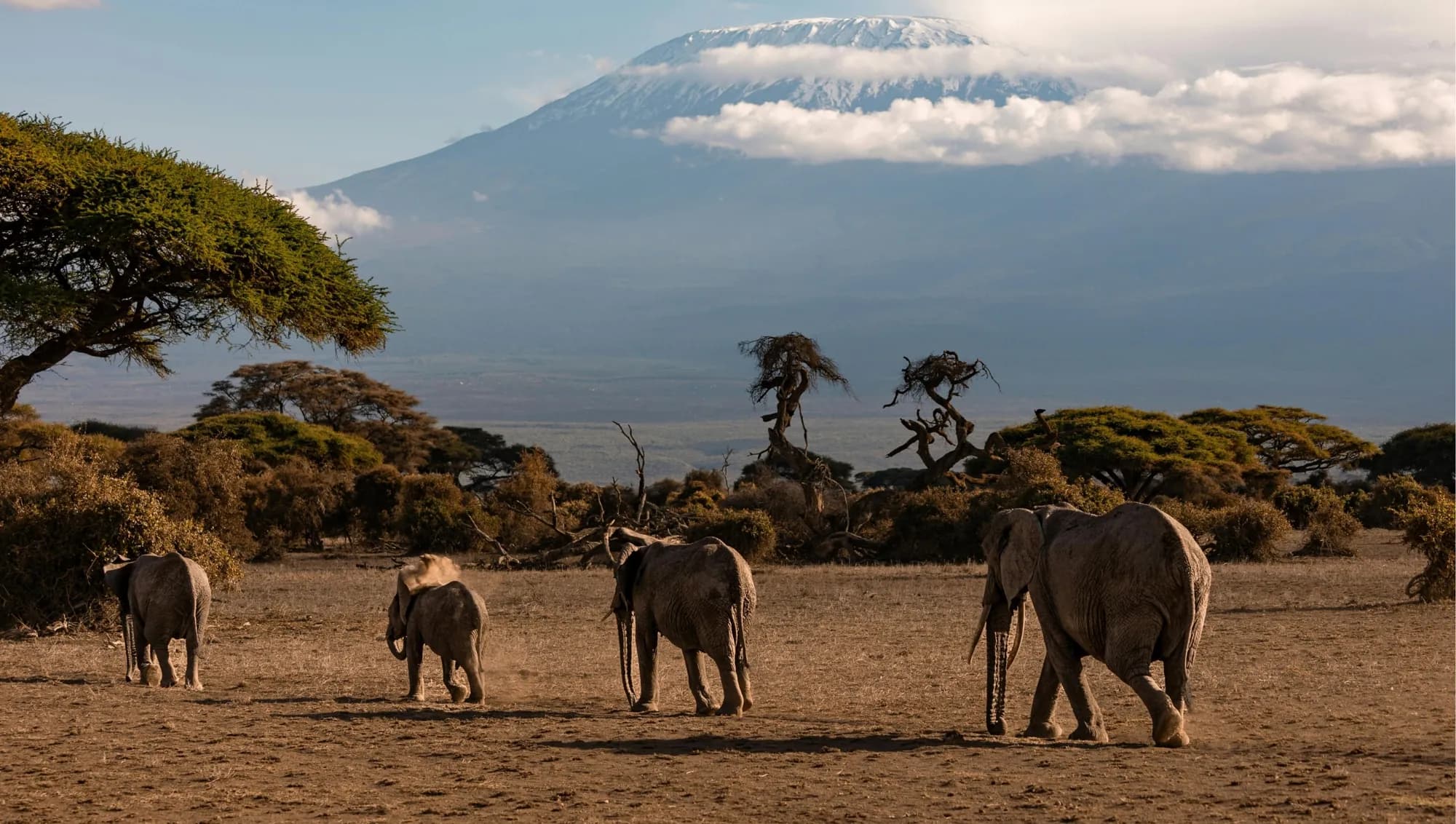 A herd of elephants below Kilimanjaro