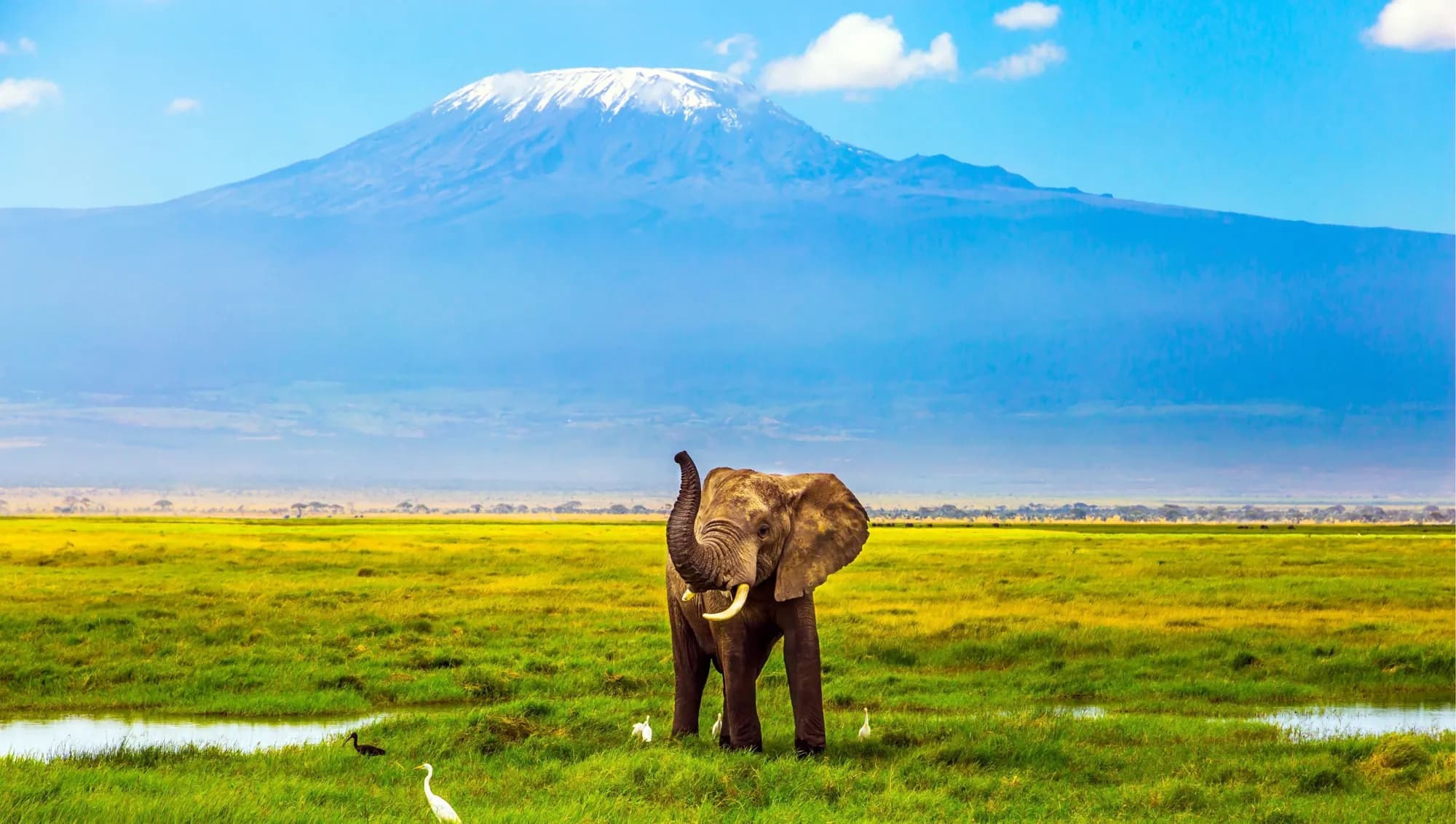 An elephant at sunset below Kilimanjaro