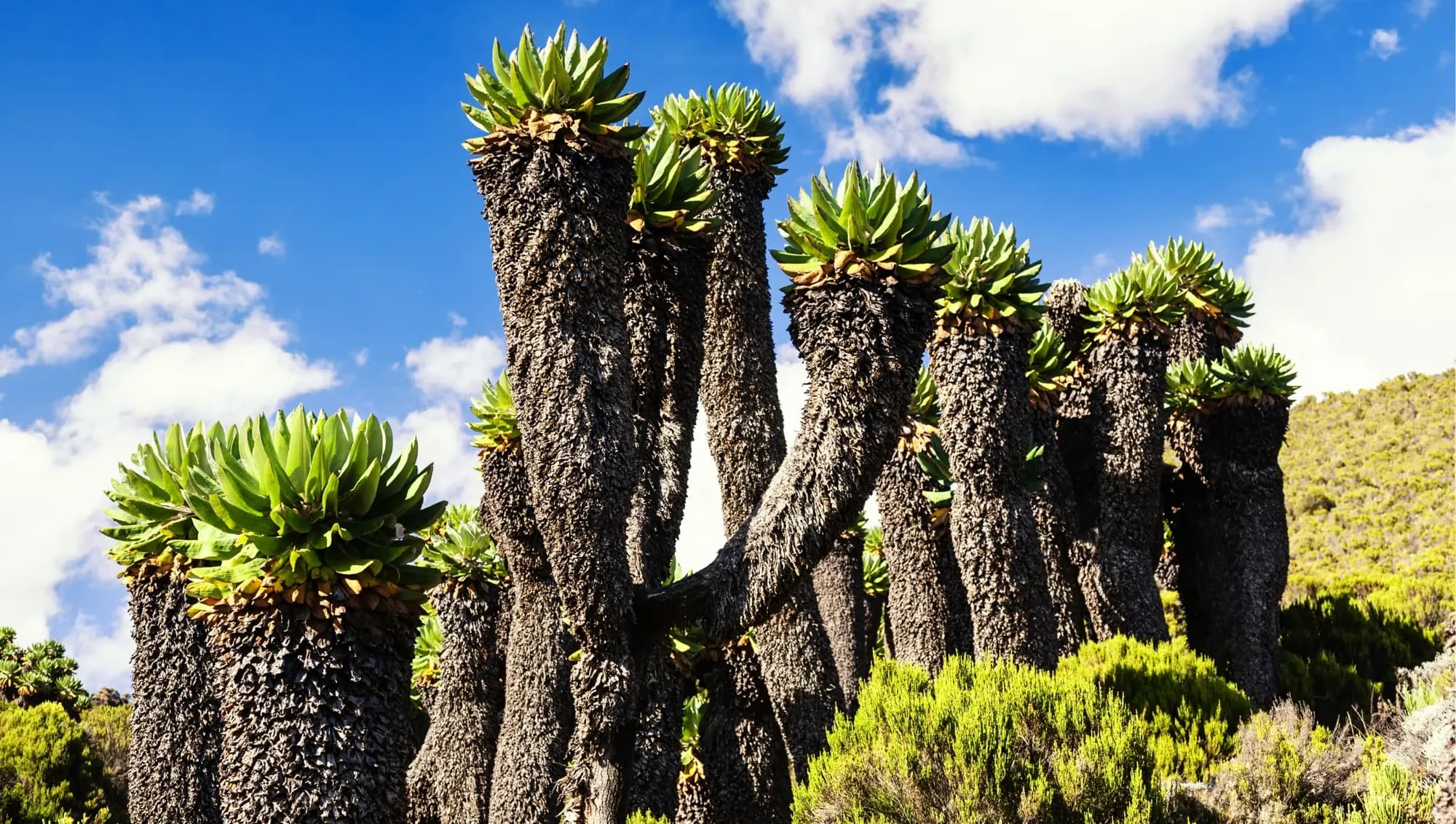 Giant groundsels in the Barranco Valley on Kilimanjaro's southern slopes