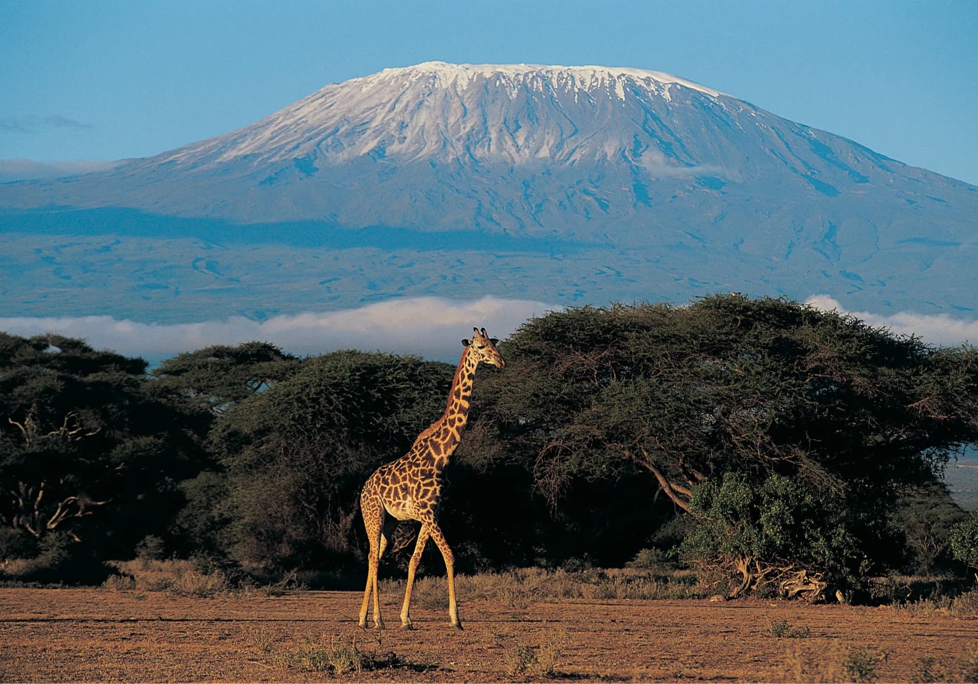 A giraffe in front of Kilimanjaro